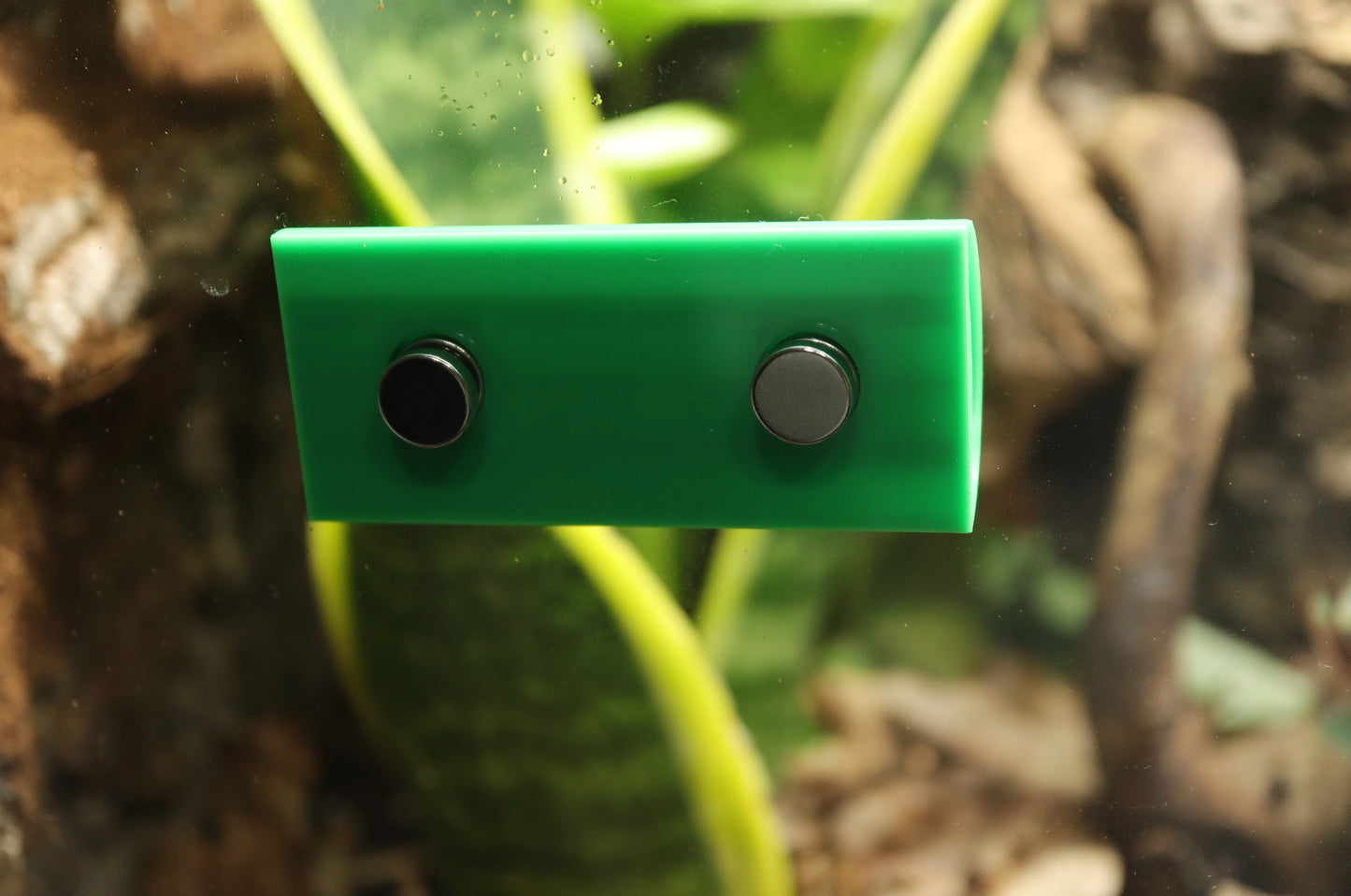 Mourning Gecko Egg Laying Tube Hide