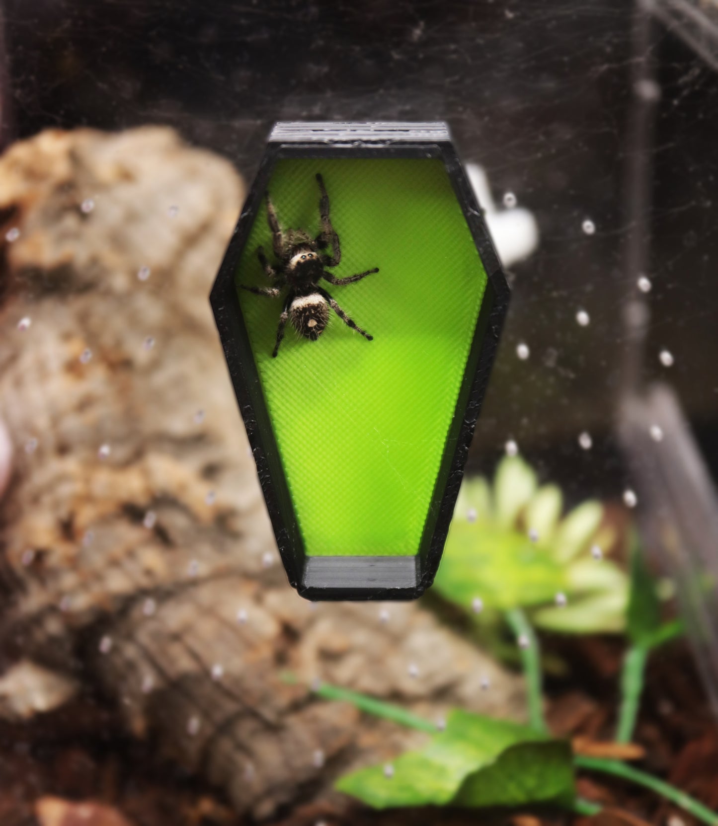 Coffin Hide