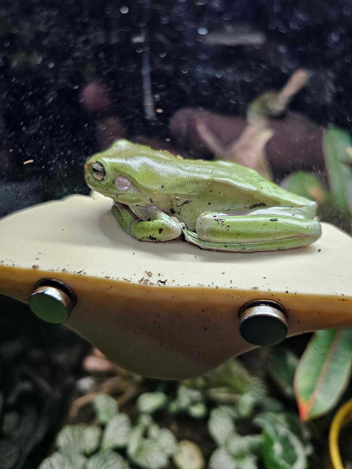 Mushroom Ledge For Geckos, Frogs & More | Suction Cups or Magnets