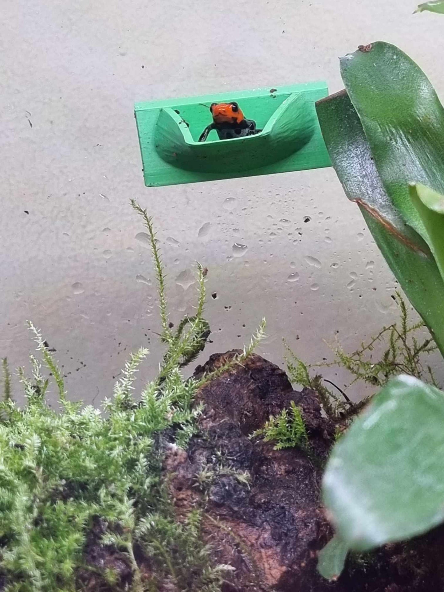 2 X Dart Frog Egg Pods