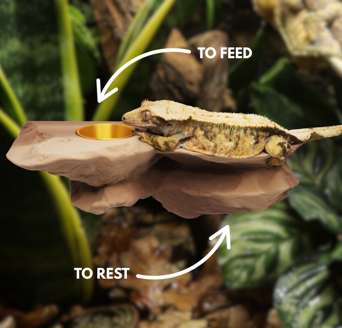 Magnetic Rocky Gecko Food Ledge, Bowls & Spoon Kit