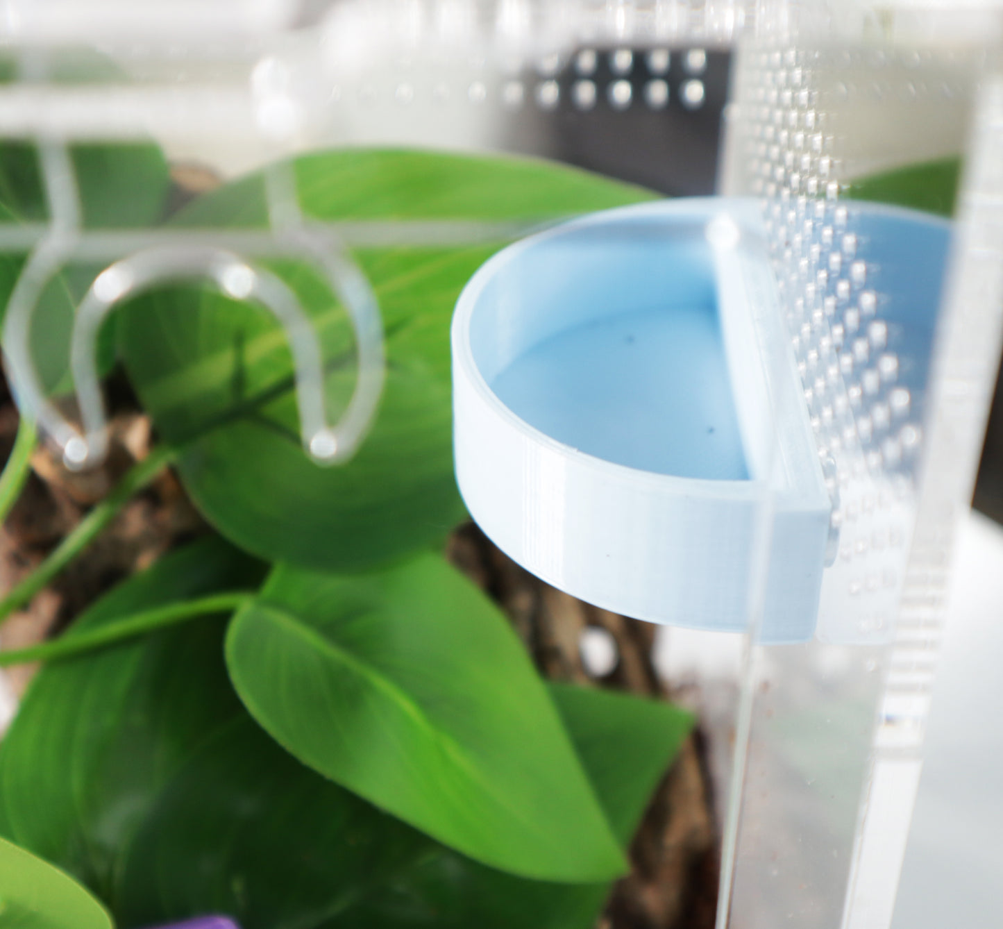 Jumping Spider Feeding Platform