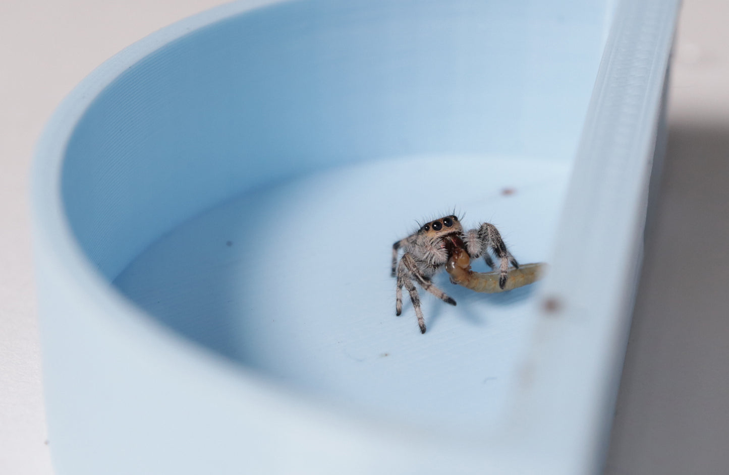 Jumping Spider Feeding Platform