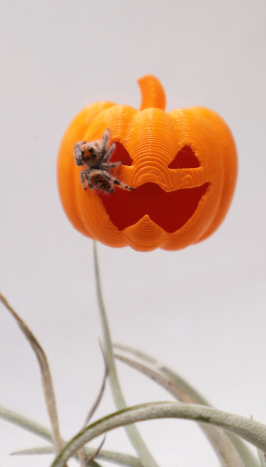 Magnetic Pumpkin Hide