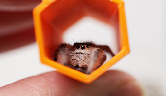 Spood Tube® Homes | Various Shapes