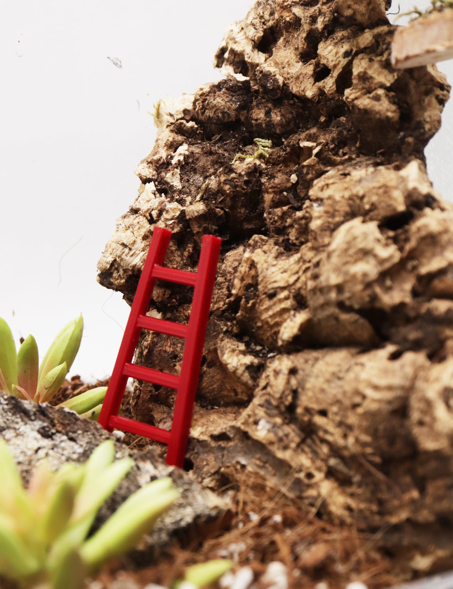 Arachnid & Insect Ladders