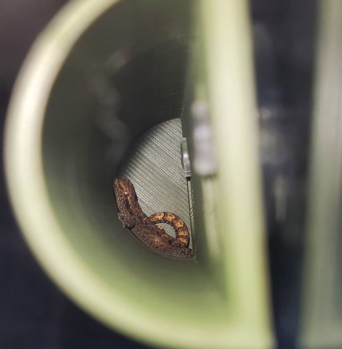 Mourning Gecko Egg Laying Tube Hide
