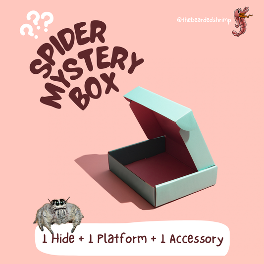 Jumping Spider Decoration Mystery Box