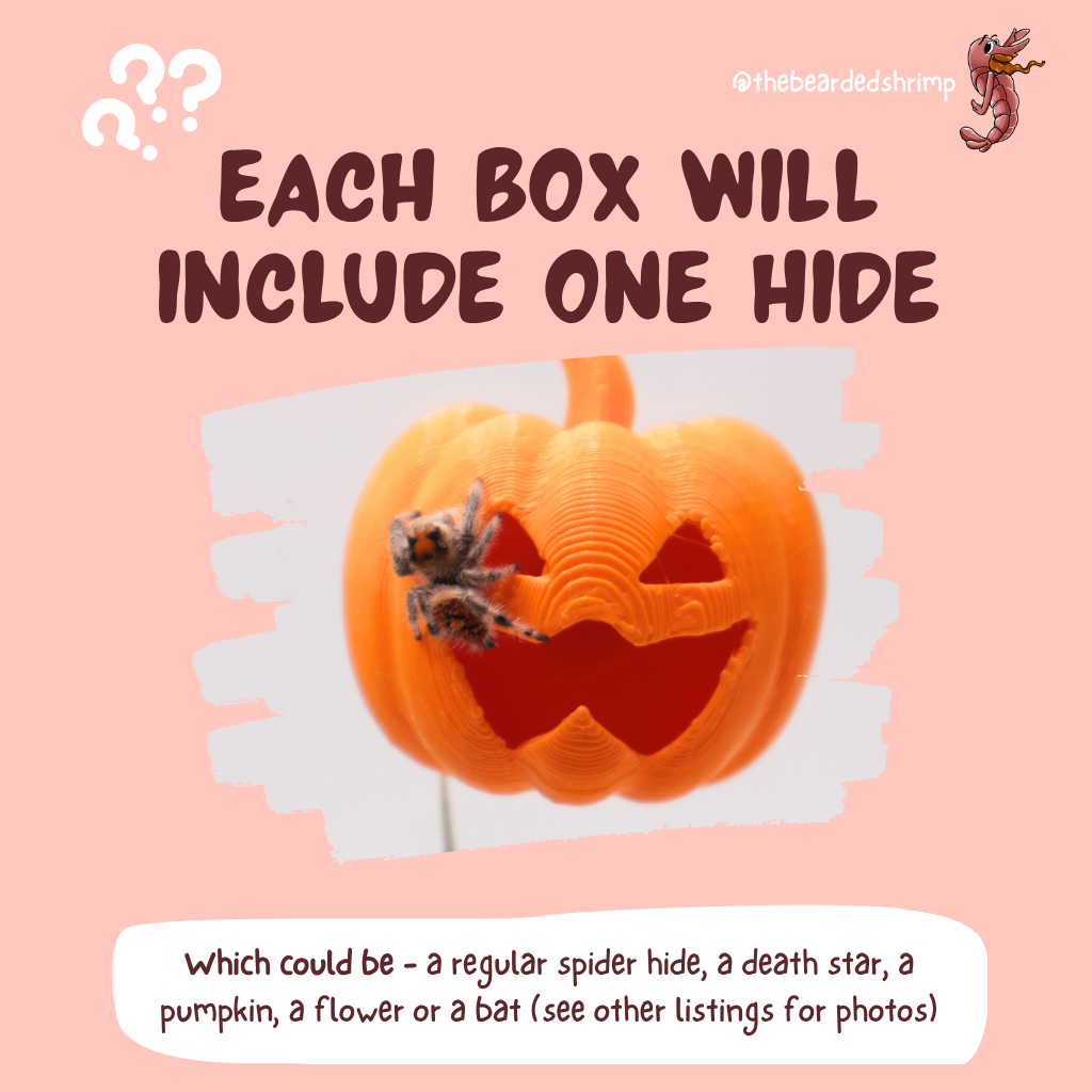 Jumping Spider Decoration Mystery Box