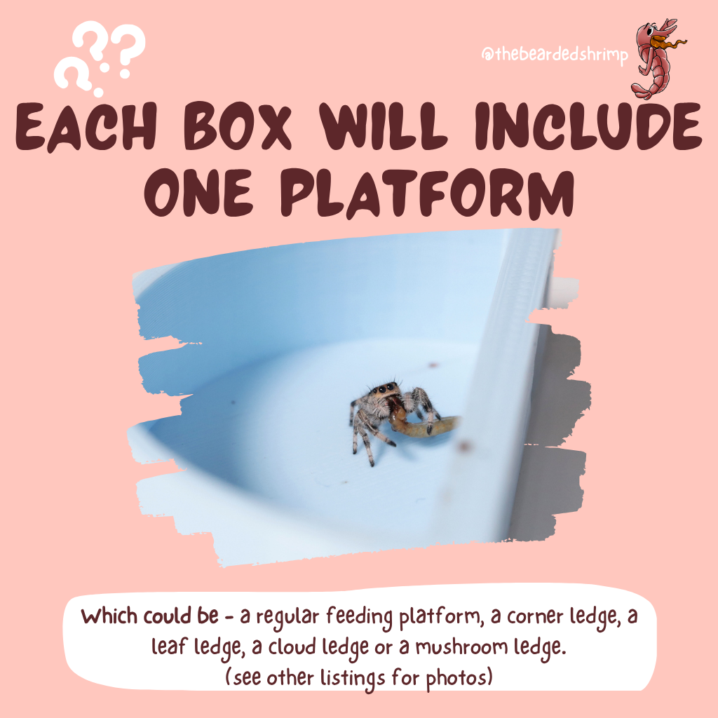 Jumping Spider Decoration Mystery Box