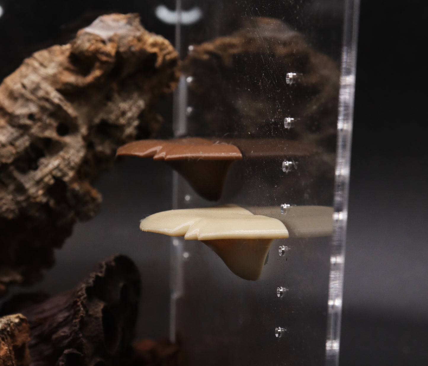 Jumping Spider Mushroom Ledges
