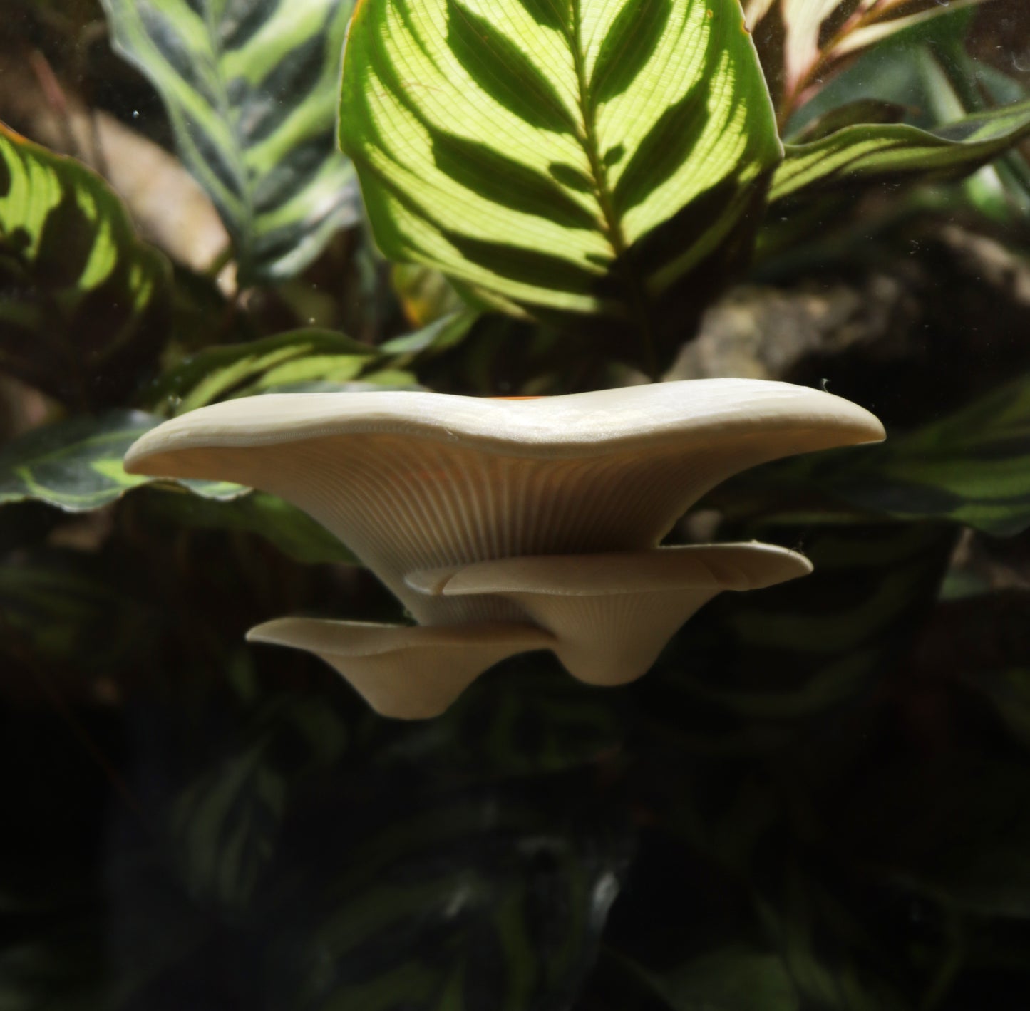 Magnetic Mushroom Feeding Ledge & Bowls For Geckos & Frogs