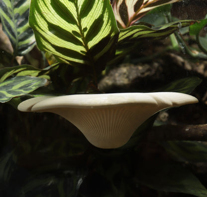Mushroom Ledge For Geckos, Frogs & More | Suction Cups or Magnets