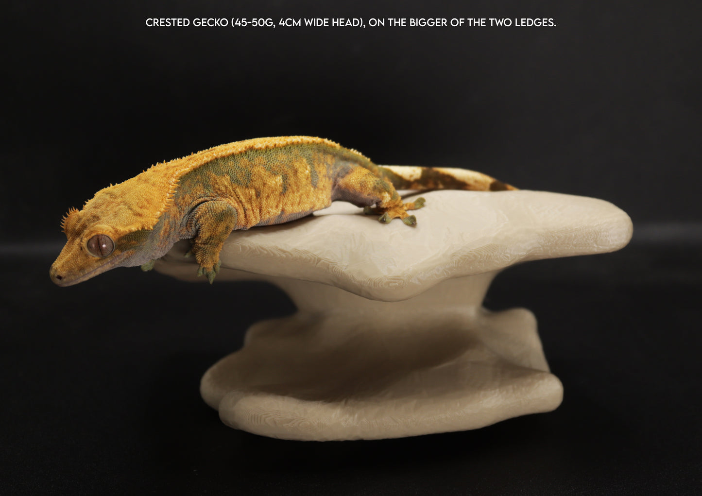 Magnetic Double Mushroom Ledge For Frogs & Geckos