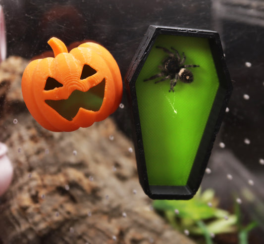 Spooky Jumping Spider Kit