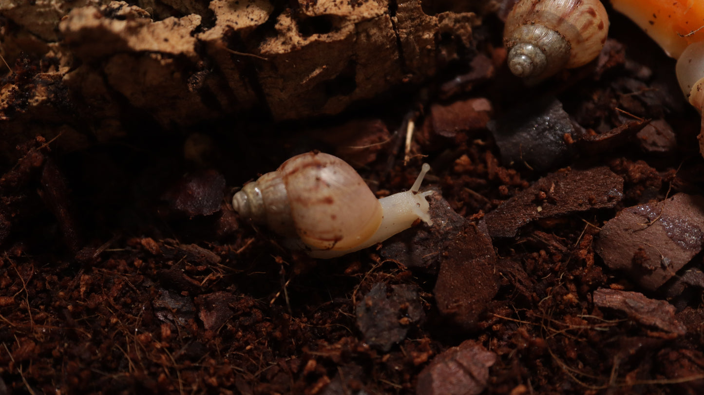 Baby Achatina Fulica Albino Jade Snail
