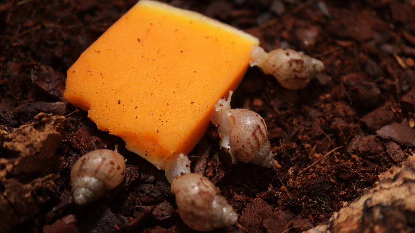 Baby Achatina Fulica Albino Jade Snail