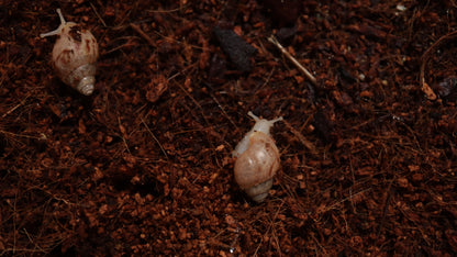 Baby Achatina Fulica Albino Jade Snail