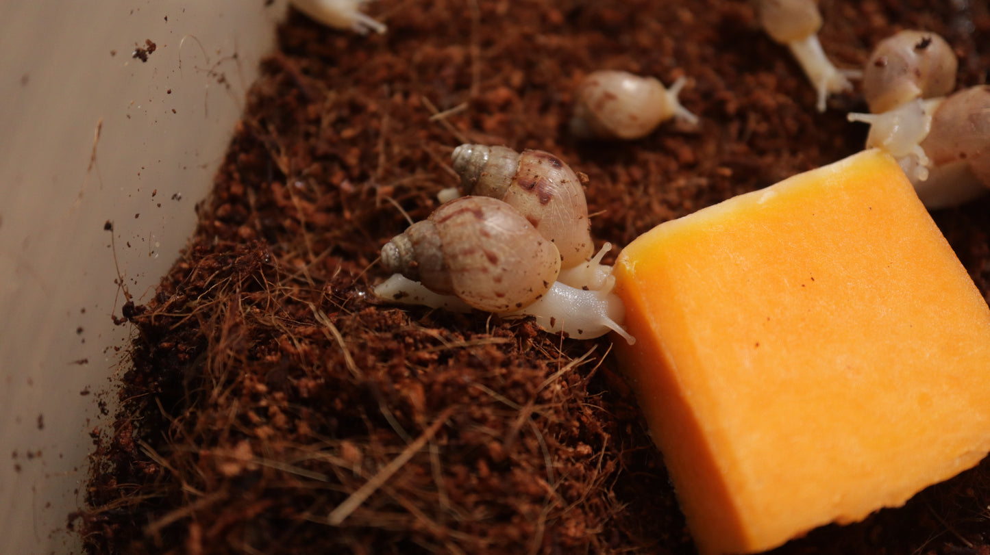 Baby Achatina Fulica Albino Jade Snail