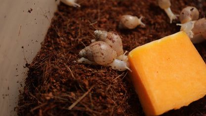 Baby Achatina Fulica Albino Jade Snail