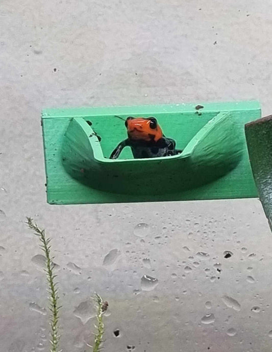 2 X Dart Frog Egg Pods