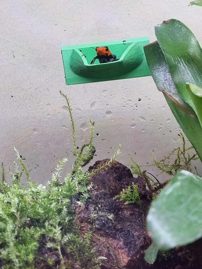 2 X Dart Frog Egg Pods