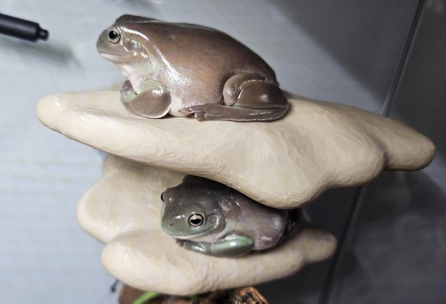 Magnetic Double Mushroom Ledge For Frogs & Geckos