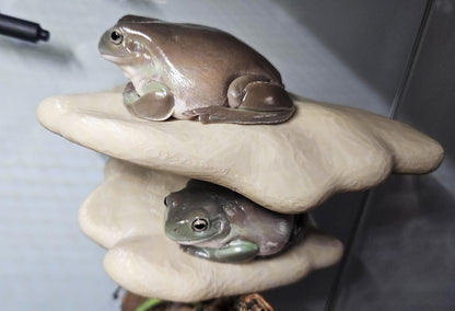 Magnetic Double Mushroom Ledge For Frogs & Geckos