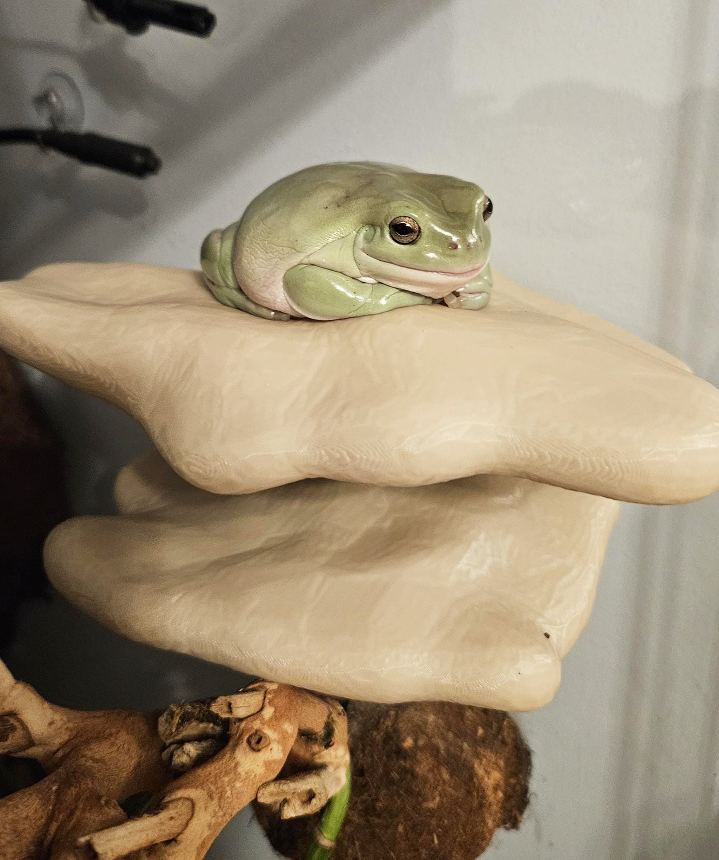 Magnetic Double Mushroom Ledge For Frogs & Geckos