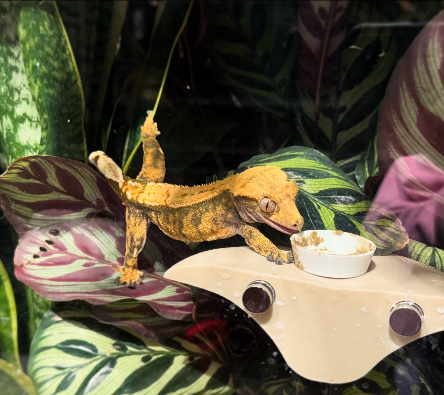 Mushroom Ledge For Geckos, Frogs & More | Suction Cups or Magnets