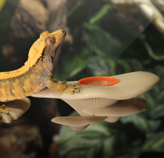 Magnetic Mushroom Feeding Ledge & Bowls For Geckos & Frogs