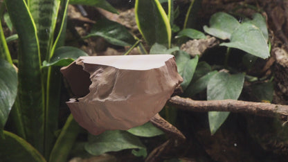 Magnetic Rocky Ledge Hide For Frogs & Geckos