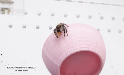 Mini Hide & Feeding Platform Set