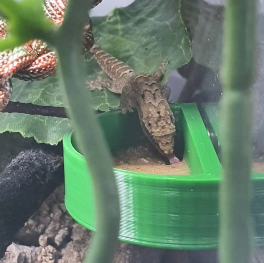 Mourning Gecko Feeding Platform
