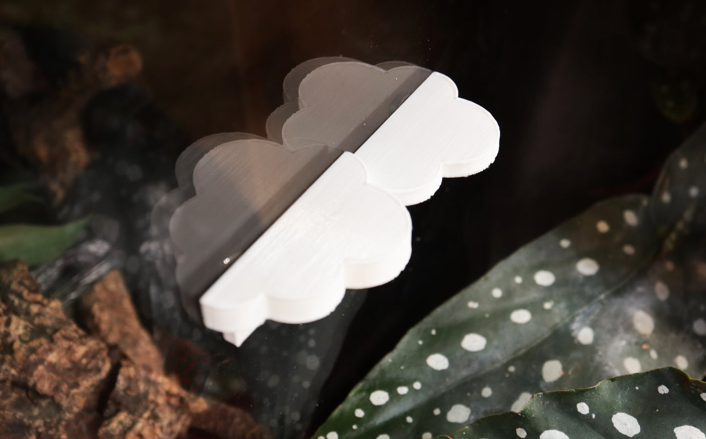 Mourning Gecko Cloud Ledge