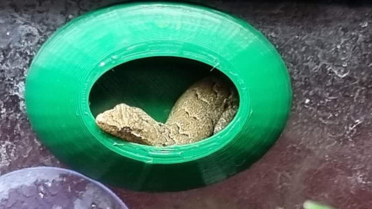 Mourning Gecko Round Hide