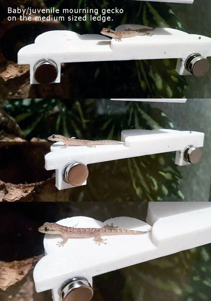 Mourning Gecko Cloud Ledge
